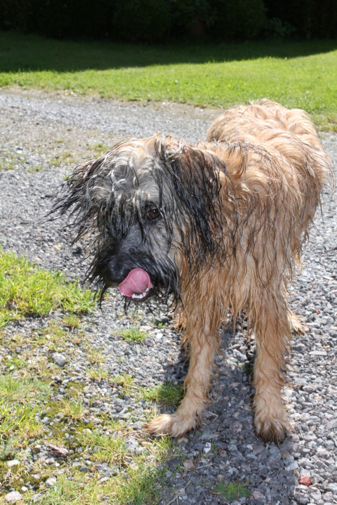 Blmchen-Info,Gos d`Atura Catal,Hund nimmt ein Bad