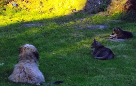 Blmchen-Info,Gos d`Atura Catal,Hund und Katzen im Garten