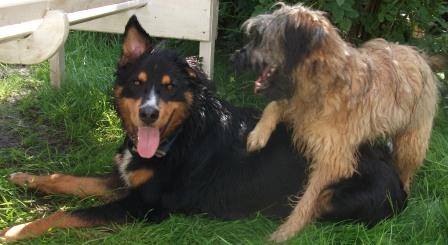 Blmchen-Info,Gos d`Atura Catal,Hunde spielen im Garten