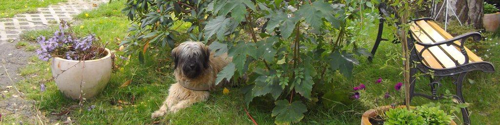 Blmchen-Info,Gos d`Atura Catal,Hund im Vorgarten