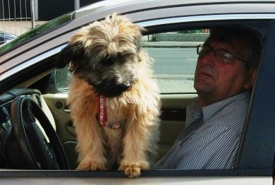 Blmchen-Info,Gos d`Atura Catal,unser Hund liebt Autofahren