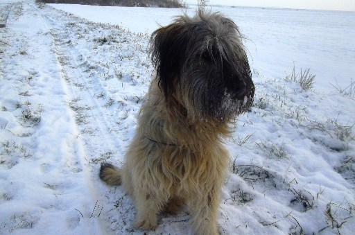 Blmchen-Info,Gos d`Atura Catal, Winterspaziergang mit Hund
