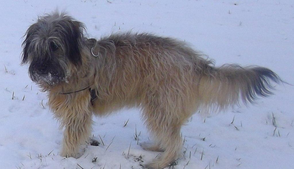 Blmchen-Info,Gos d`Atura Catal, unser Hund im Schnee