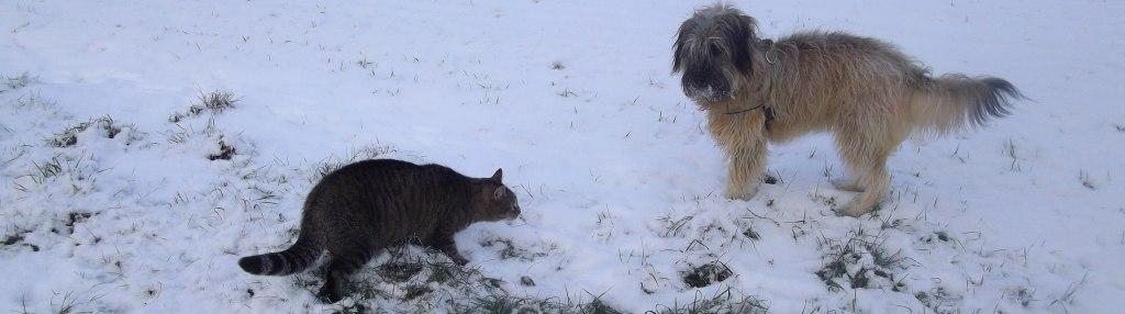 Blmchen-Info,Gos d`Atura Catal, Hund und Katze im Schnee