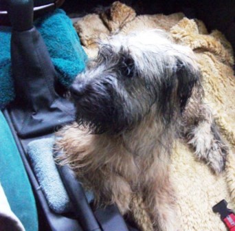 Blmchen Info,Gos d`Atura Catal,unser Hund liebt Autofahren